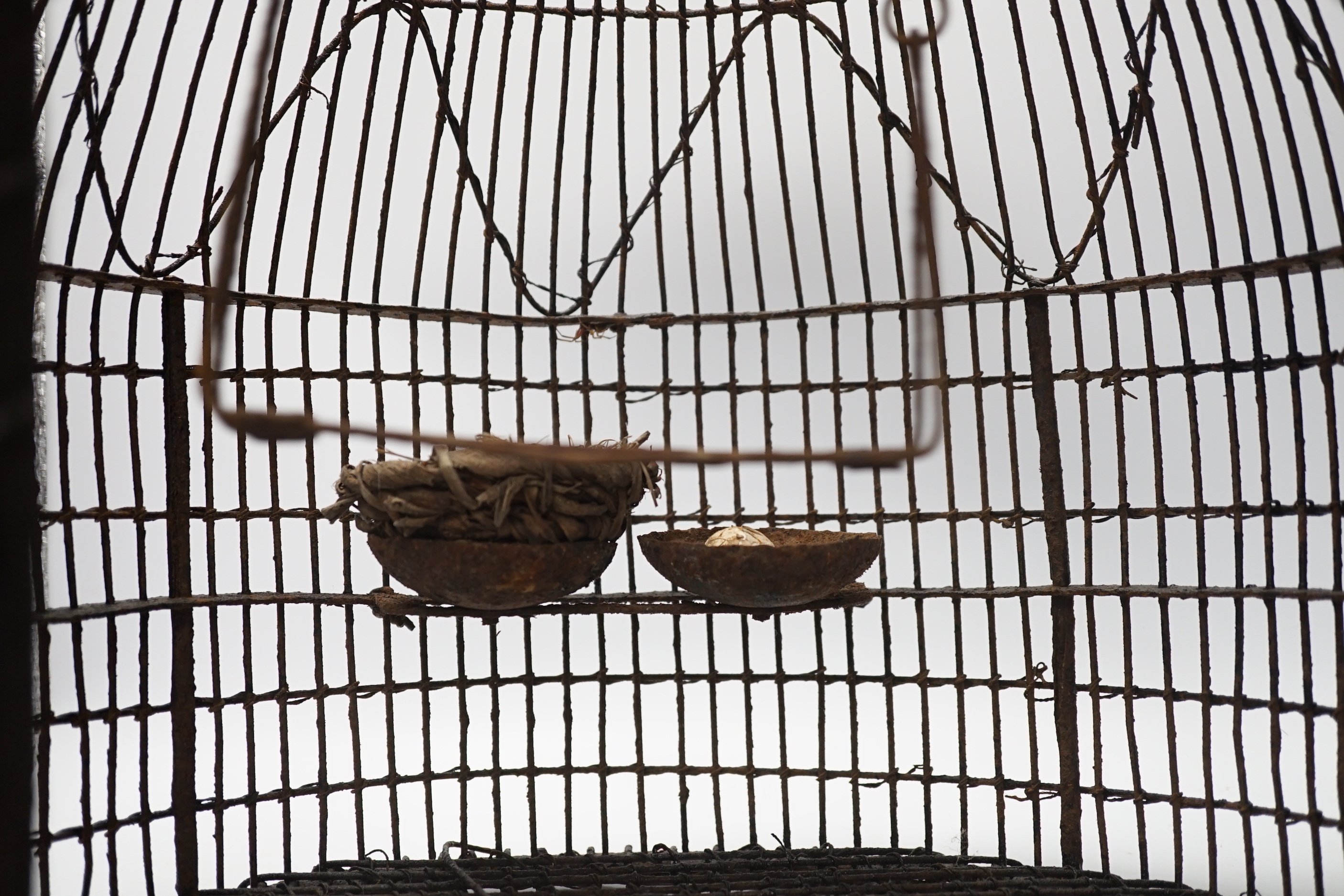 A Victorian bird cage, 50cm high